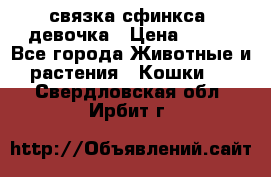 связка сфинкса. девочка › Цена ­ 500 - Все города Животные и растения » Кошки   . Свердловская обл.,Ирбит г.